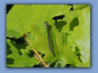 Variable Damselfly - black form. Near Hetton House Wood. 29th May 2023.jpg